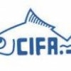 CIFA Recruitment – JRF, SRF, Young Professional Vacancies – Walk In Interview 24 April 2018
