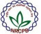 NRCPB, Walk In Interview For Senior Research Fellow – New Delhi